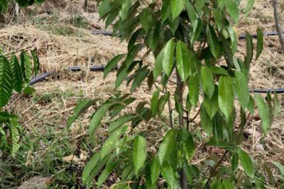 Lớp Nghề Trồng chăm sóc cây sâu riêng